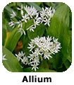 Allium